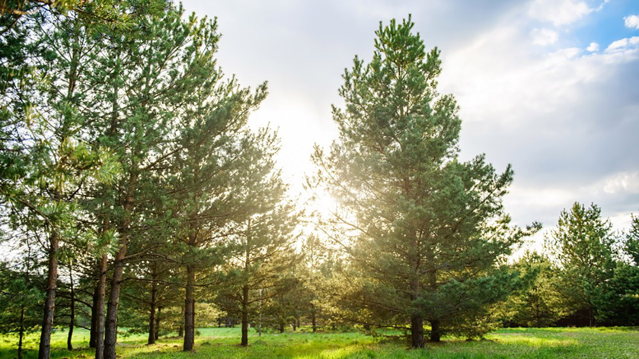 КП Green Park